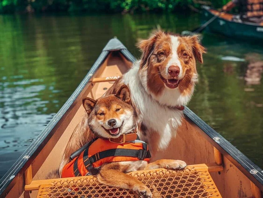 Deux chiens heureux dans un canot à l'été